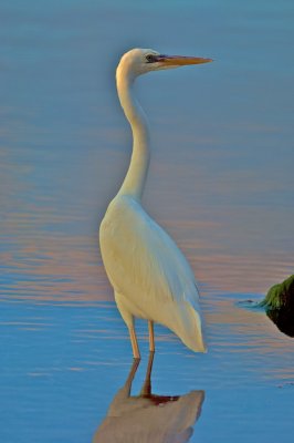 Great Blue Heron, White Phase-noise reduction software used