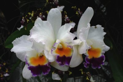 Cat Orchid trio