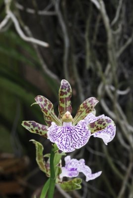 Zygopetalum Orchid 7