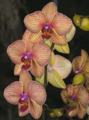 Baldans Kaleidoscope  Phal orchid