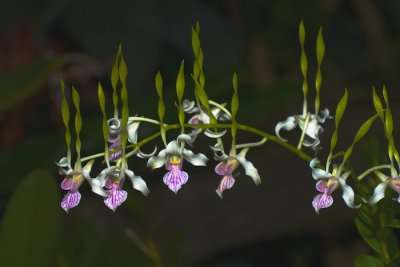 Horned Orchid