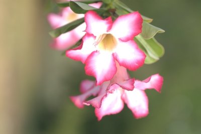 Key Largo Flower