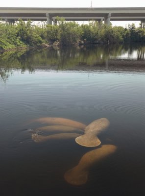 Manatee Expressway