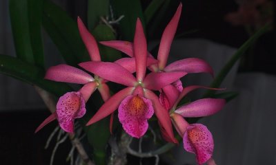 BLC orchid