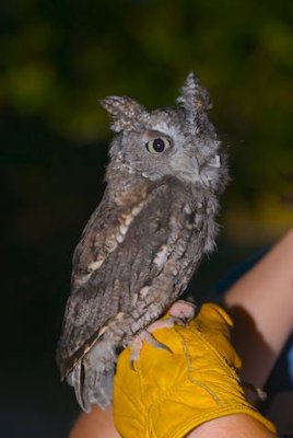 Screech Owl from SEE North Center