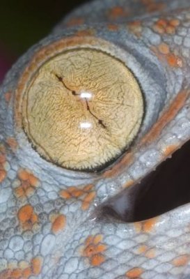 Tokay Gecko Eye