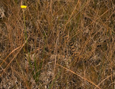 Do you see the 6' Diamondback Rattlesnake?