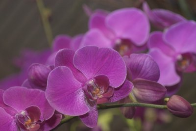 Phal orchid