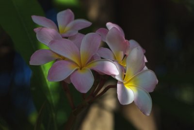Frangipani Flowers  216.jpg