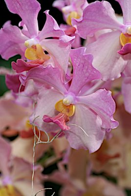Vanda Hyrbid RF Orchids