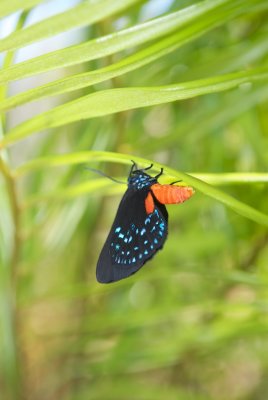 Coontie or Zamia Hairstreak Butterfly