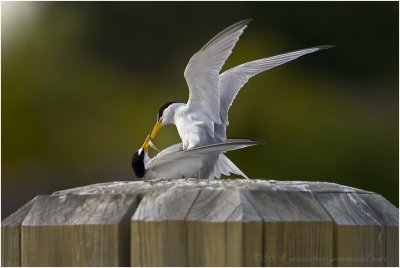 Terns Mating