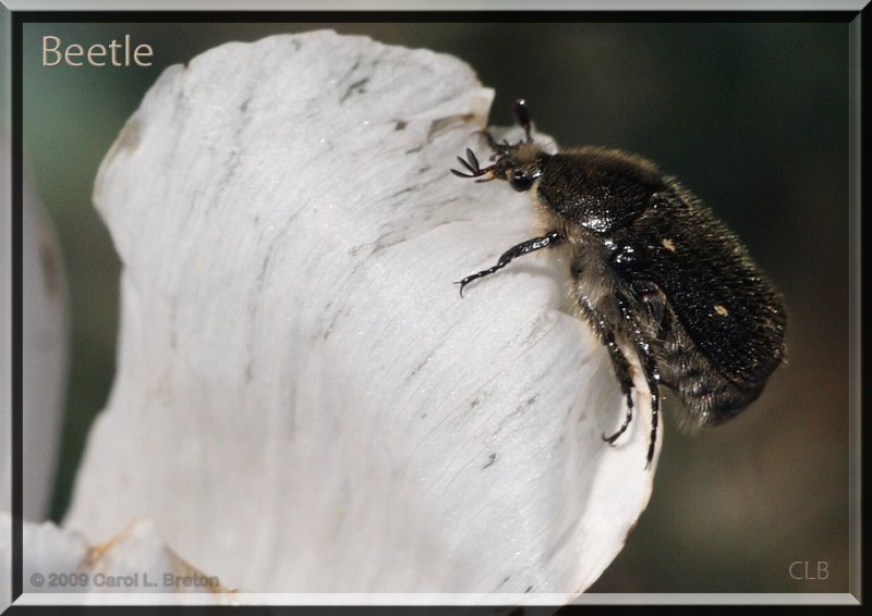 Beetle