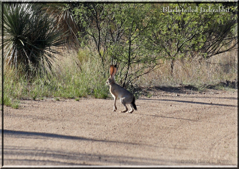 Black-tailed Jackrabbit