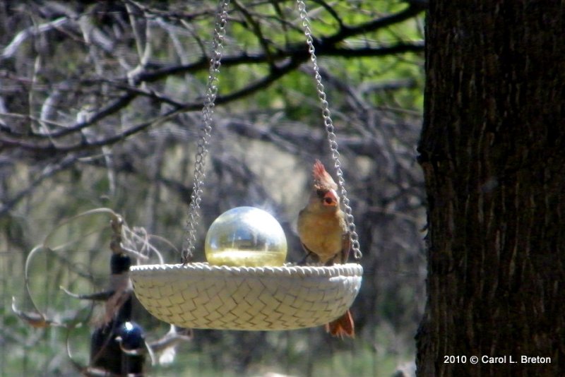 Linked  Female Northern Cardinal