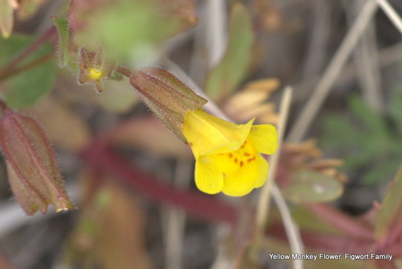 Yellow Monkey Flower