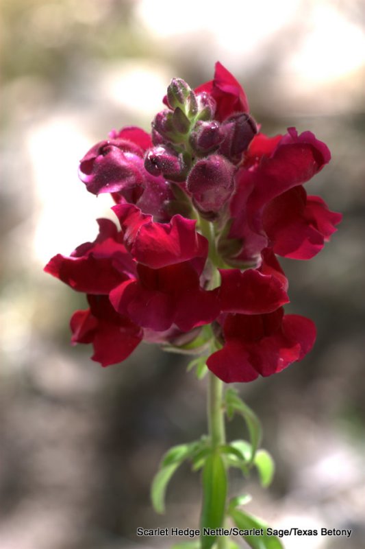 Scarlet Hedge Nettle  2 of 3