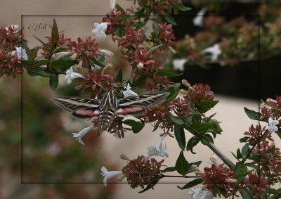 White Lined Sphinx Moth