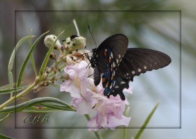 Pipevine Swallowtail