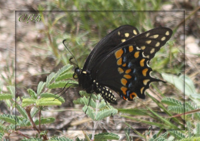 Black Swallowtail