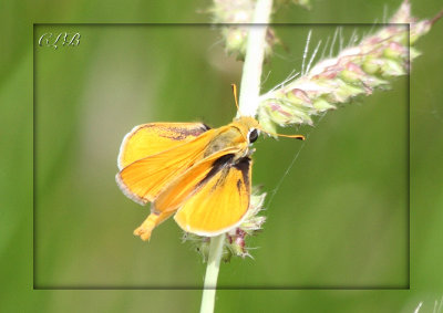 Orange Skipperling?
