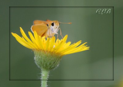 Orange Skipperling ?