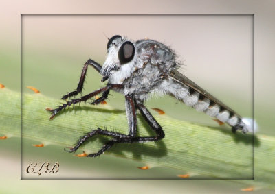 Giant Robber Fly