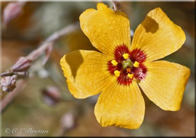 Yellow Flower