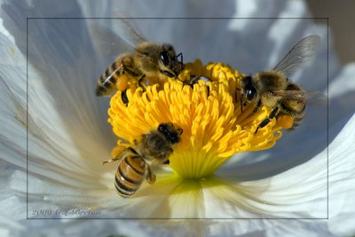 Honey Bee x 3