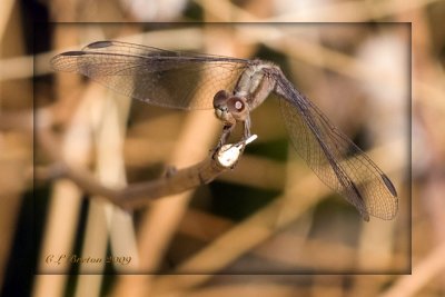Dragonlet