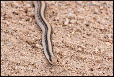 Western Patch Nosed Snake