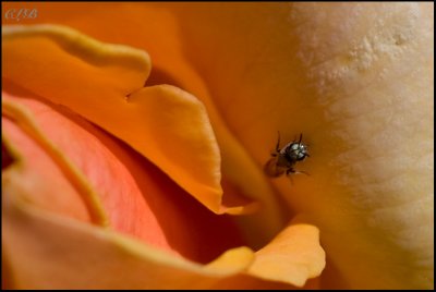 Micro-wasp In A Rose