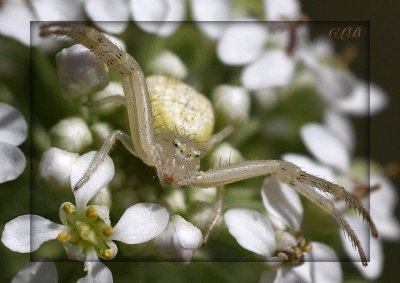 Crab Spider