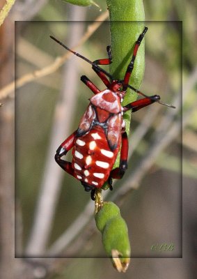 Giant Mesquite Bug Nymph