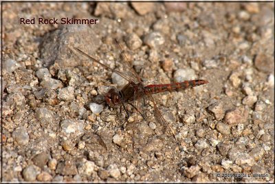 Red Rock Skimmer