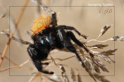 Jumping Spider