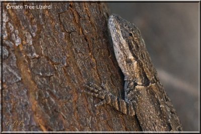 Ornate Tree Lizard