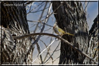 Green-tailed Towhee