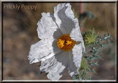 Prickly Poppy