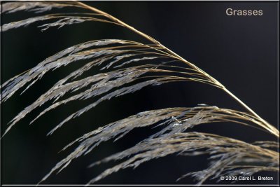 Grasses IMG_7131