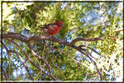 House Finch IMG_0836