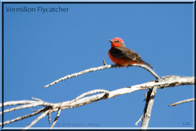 Vermilion Flycatcher IMG_0913