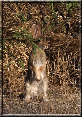 Rabbit IMG_5674