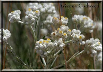 Arizona Cudweed