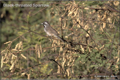 Black-throated Sparrow