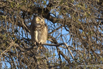 Great Horned Owl IMG_4002