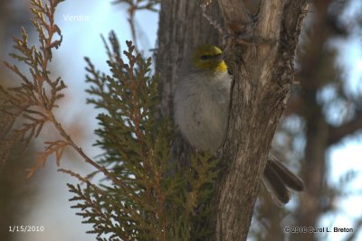 Verdin IMG_4081