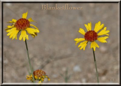 Blanketflower