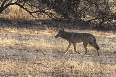 IMG_5254 Coyote