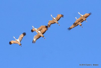Sandhill Cranes